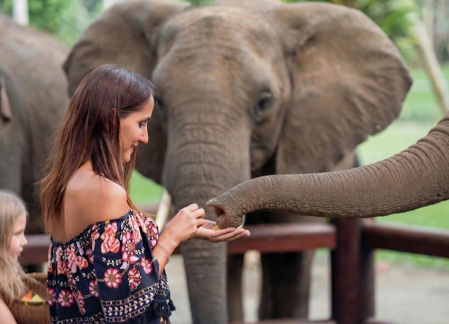 Guest feeding a young elephant during a guided elephant interaction experience