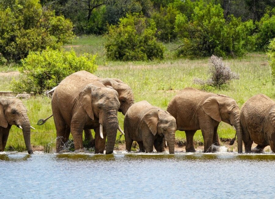 Herd of elephants gathered at a waterhole, viewed from the safari vehicle