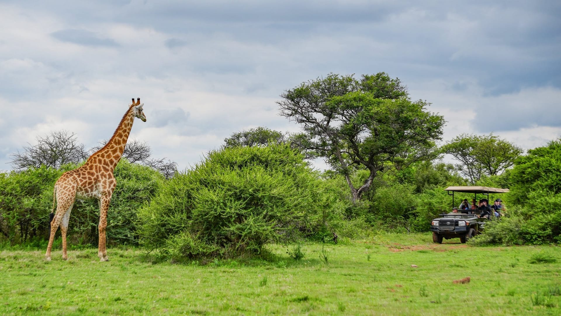 Giraffe sighting on a Big Five safari drive from Hippo Lakes Lodge