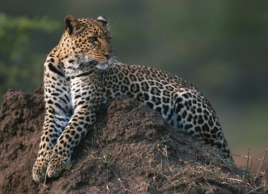 Leopard photographed on a Hippo Lakes signature safari