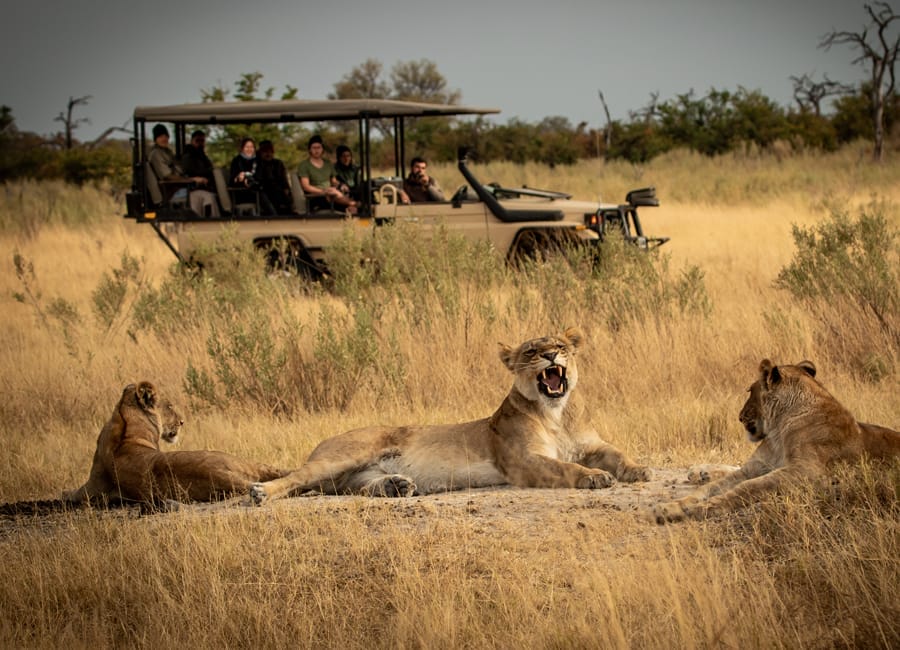 Pride of lions resting beside the safari vehicle on a Big Five drive in the Waterberg
